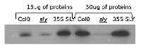 GID2 | F-BOX protein GID2 (SLEEPY 1) in the group Antibodies Plant/Algal / Plant Developmental Biology / Plant Signal Transduction at Agrisera AB (Antibodies for research) (AS13 2638)